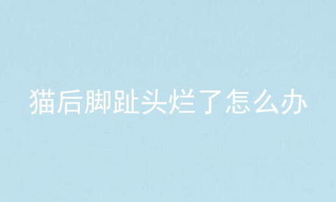 猫后脚趾头烂了怎么办