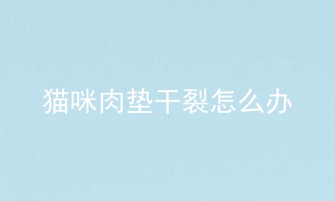 猫咪肉垫干裂怎么办