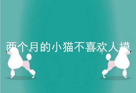两个月的小猫不喜欢人摸