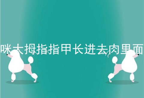 猫咪大拇指指甲长进去肉里面了