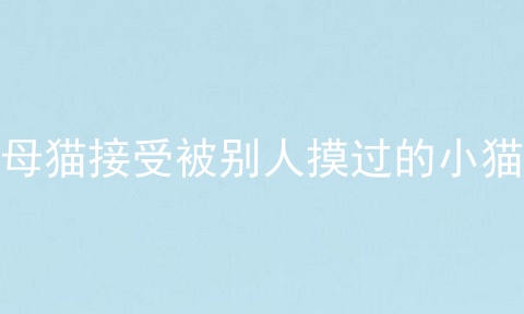 母猫接受被别人摸过的小猫