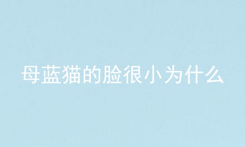 母蓝猫的脸很小为什么