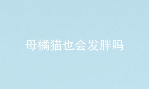 母橘猫也会发胖吗