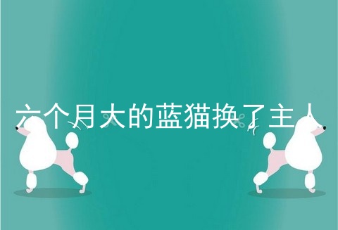 六个月大的蓝猫换了主人