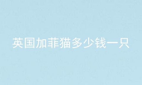 英国加菲猫多少钱一只