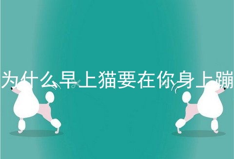为什么早上猫要在你身上蹦