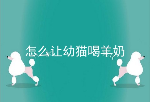 怎么让幼猫喝羊奶
