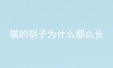 猫的胡子为什么那么长