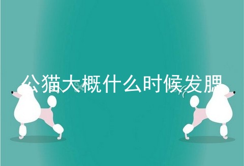 公猫大概什么时候发腮