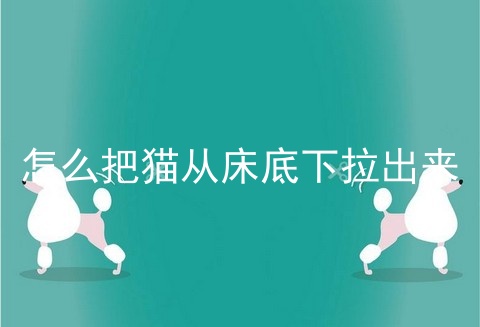 怎么把猫从床底下拉出来