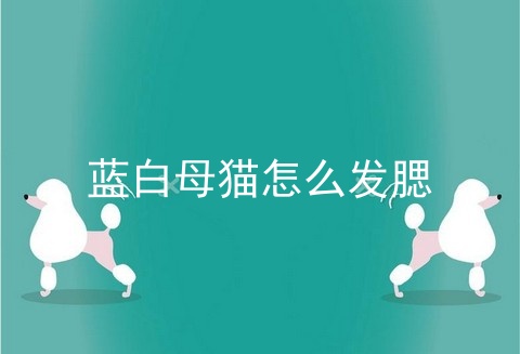 蓝白母猫怎么发腮