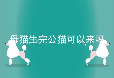 母猫生完公猫可以来吗