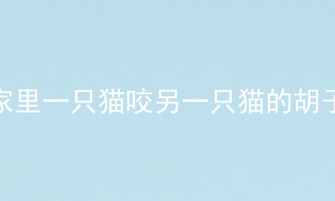 家里一只猫咬另一只猫的胡子