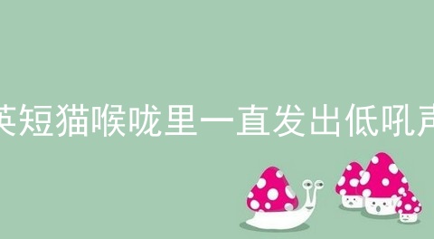 <a href=/cat/13.html target=_blank class=infotextkey>英短</a>猫喉咙里一直发出低吼声
