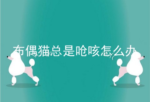 布偶猫总是呛咳怎么办