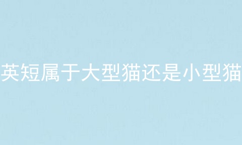 英短属于大型猫还是小型猫