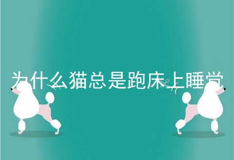 为什么猫总是跑床上睡觉