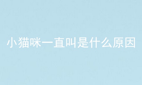 小猫咪一直叫是什么原因