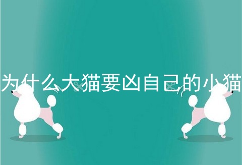 为什么大猫要凶自己的小猫