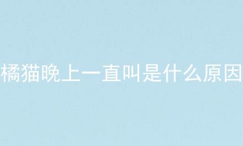 橘猫晚上一直叫是什么原因