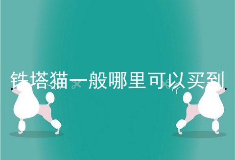 铁塔猫一般哪里可以买到