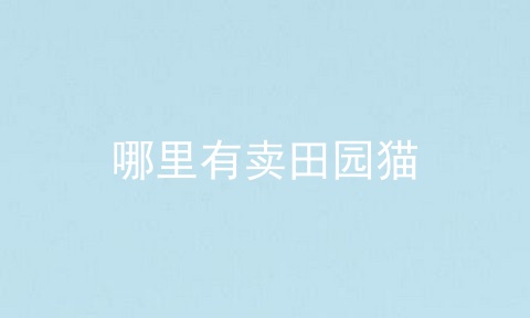 哪里有卖田园猫