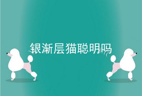 银渐层猫聪明吗