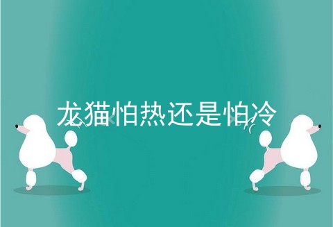 龙猫怕热还是怕冷