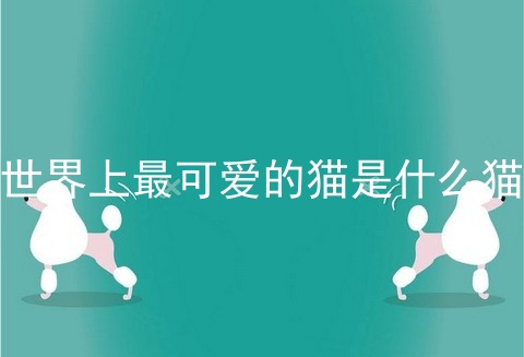世界上最可爱的猫是什么猫