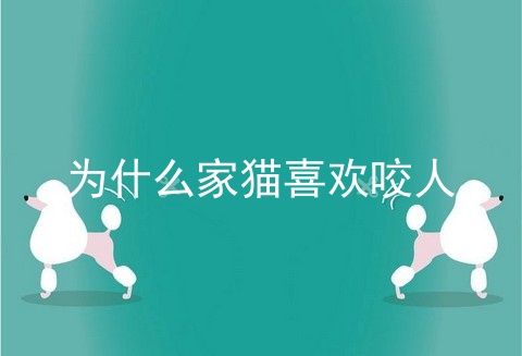 为什么家猫喜欢咬人