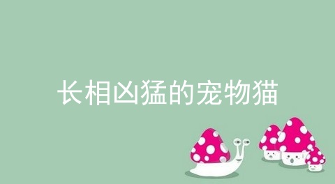 长相凶猛的宠物猫