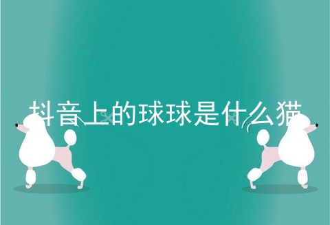 抖音上的球球是什么猫
