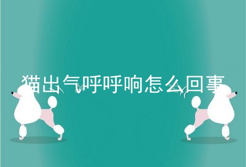 猫出气呼呼响怎么回事