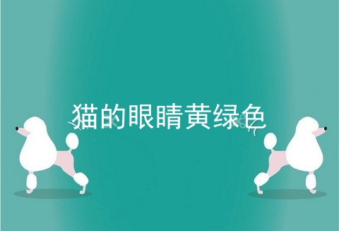 猫的眼睛黄绿色