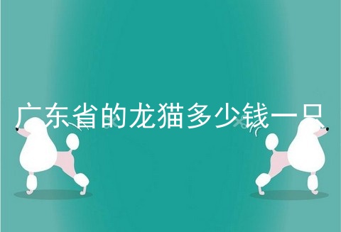 广东省的龙猫多少钱一只