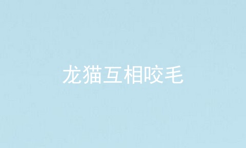 龙猫互相咬毛