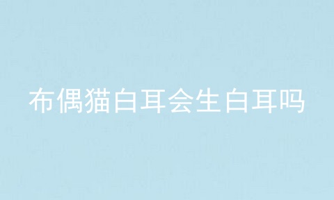 布偶猫白耳会生白耳吗
