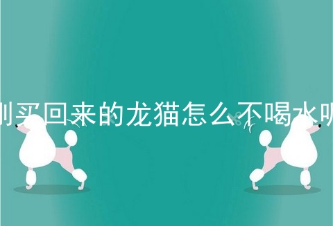 刚买回来的龙猫怎么不喝水呢