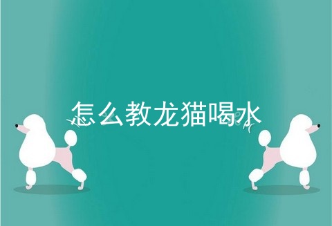 怎么教龙猫喝水