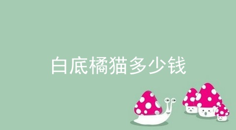 白底橘猫多少钱