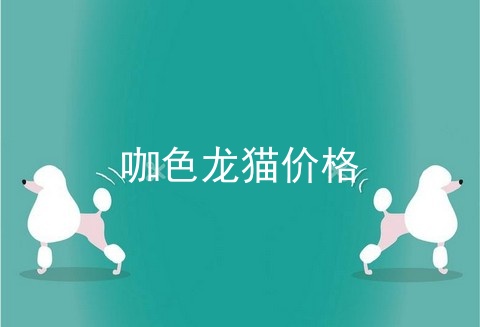 咖色龙猫价格