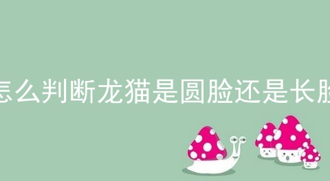 怎么判断龙猫是圆脸还是长脸