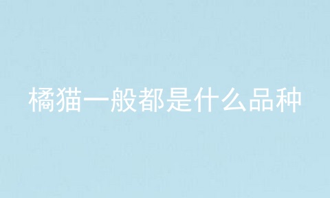 橘猫一般都是什么品种
