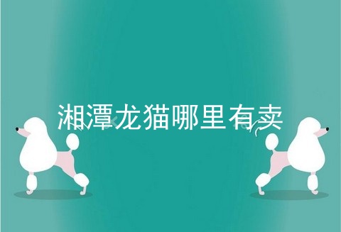 湘潭龙猫哪里有卖