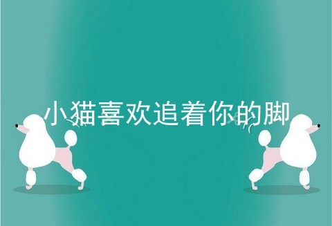 小猫喜欢追着你的脚