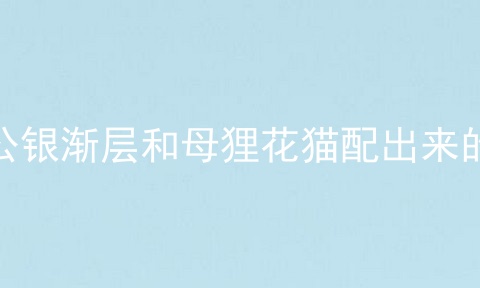 公银渐层和母狸花猫配出来的