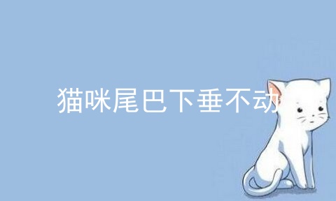 猫咪尾巴下垂不动