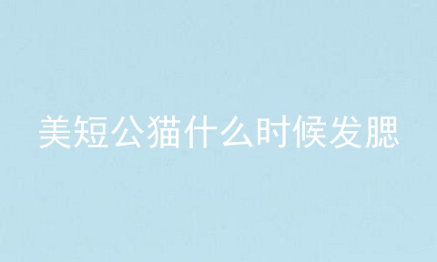 美短公猫什么时候发腮