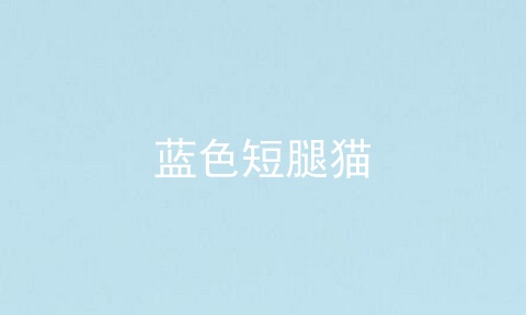 蓝色短腿猫