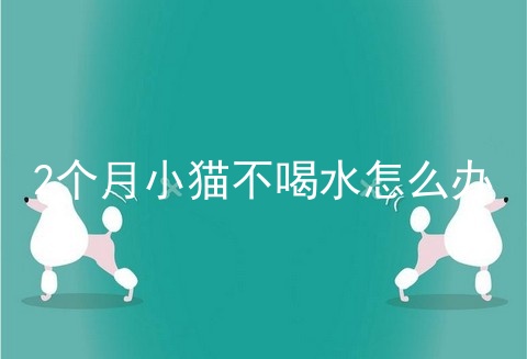 2个月小猫不喝水怎么办